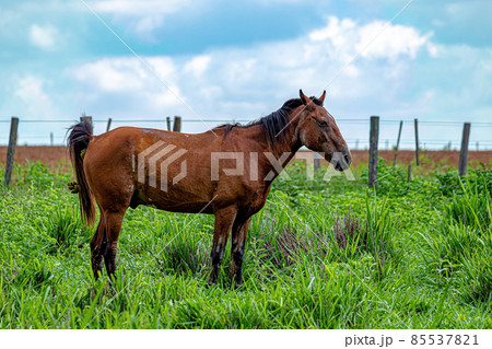 Horse resting in a pasture area 85537821