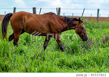 Horse resting in a pasture area 85537822