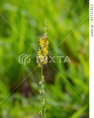 Rattlepod Plant Flower 85537824