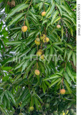 Mango tree with fruits 85537853