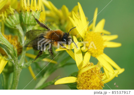 A male of the Grey-patched mining bee, Andrena nitida on common ragwort A male of the Grey-patched mining bee, Andrena nitida on common ragwort 85537917