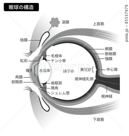眼球の構造（白黒・説明文あり） 85537979