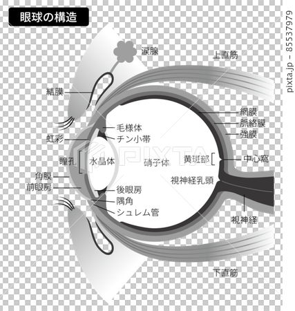 眼球の構造（白黒・説明文あり） 85537979