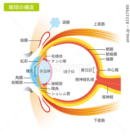眼球の構造(カラー・説明文あり) 眼球の構造(カラー・説明文あり) 85537980