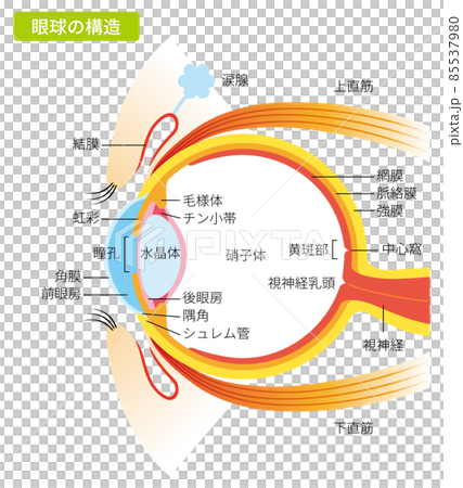 Eyeball structure (with color and description) 85537980