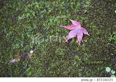 苔と紅葉 85538335