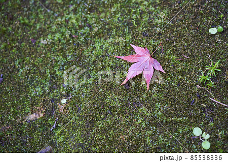 苔と紅葉 苔と紅葉 85538336