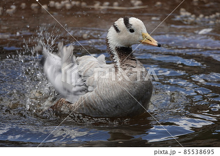 バシャバシャ バシャバシャ 85538695