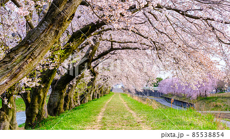 あさひ舟川の桜並木 あさひ舟川の桜並木 85538854