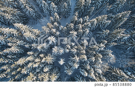 Evergreen trees in snow 85538880