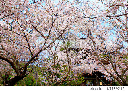 【神奈川】春の鎌倉　 建長寺の三門と満開の桜 85539212