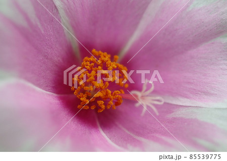 マツバボタンの花 マツバボタンの花 85539775
