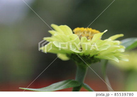 黄色い百日草ジニア 黄色い百日草ジニア 85539780