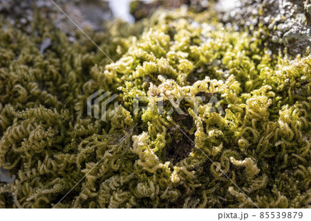 光を浴びる苔の画像 光を浴びる苔の画像 85539879