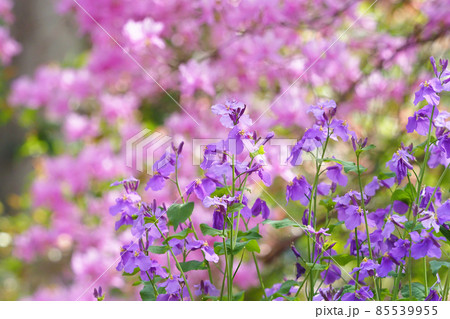 ムラサキハナナの花とツツジの花 ムラサキハナナの花とツツジの花 85539955