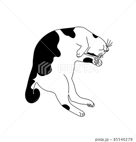 寝る白黒猫のリアルタッチなイラスト 85540279