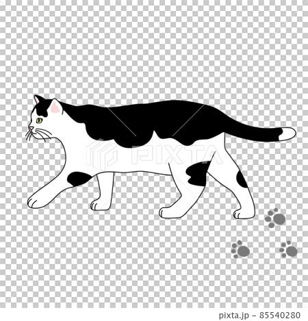 歩く白黒猫のリアルタッチなイラスト 85540280