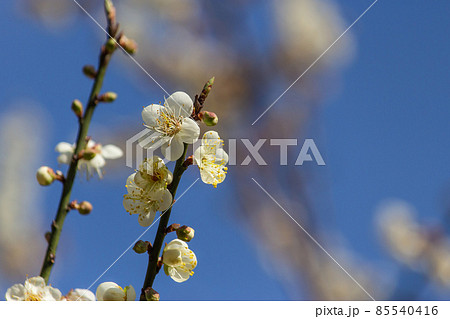 群衆 密集 人ごみ 85540416