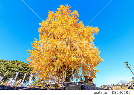 熊本城の銀杏の木　熊本県熊本市 85540506