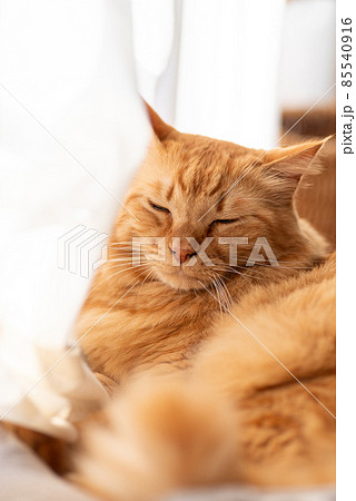 窓辺で眠る猫 茶トラ猫 窓辺で眠る猫 茶トラ猫 85540916