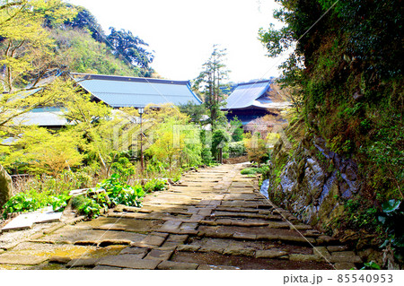 【神奈川】春の鎌倉・建長寺 天源院前から望む境内 【神奈川】春の鎌倉・建長寺 天源院前から望む境内 85540953