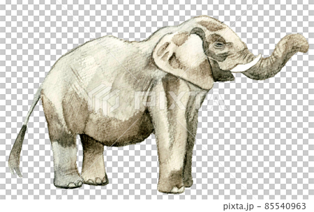 鼻を上げる横向きの象のイラスト　動物の手描き水彩イラスト素材 85540963
