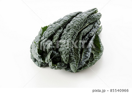 黒キャベツ 黒キャベツ 85540966