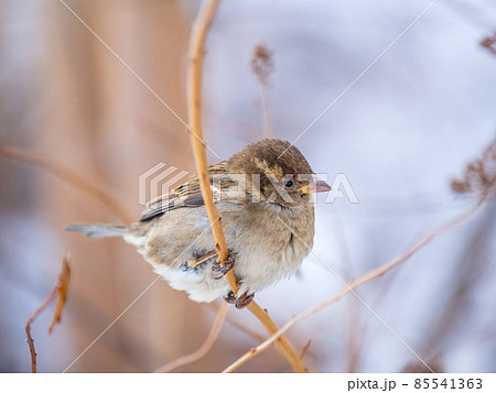 Sparrow sits on a branch without leaves. 85541363