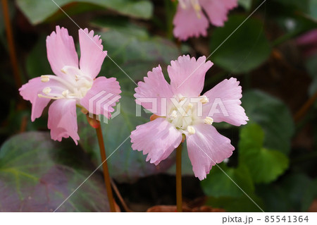 オオイワウチワの花 オオイワウチワの花 85541364