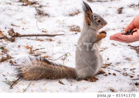 Squirrel eats nuts from a man's hand. Caring for animals in winter or autumn. 85541370