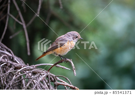 The common redstart female, Phoenicurus phoenicurus, is photographed in close-up sitting on a branch against a blurred background. 85541371
