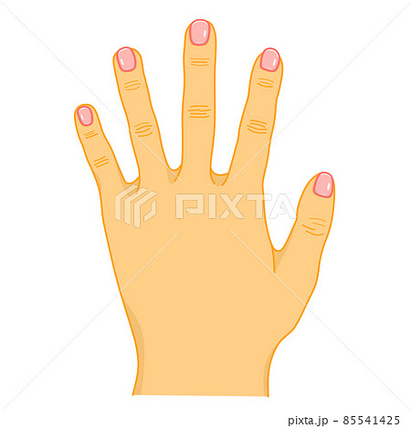 人間の左手 人間の左手 85541425