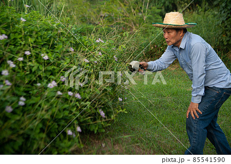 Gardener Asian senior male worker trimming bushes and shrubs with steel hedge shears in garden tidy tree. Gardener Asian senior male worker trimming bushes and shrubs with steel hedge shears in garden tidy tree. 85541590