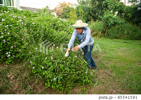 Gardener Asian senior male worker trimming bushes and shrubs with steel hedge shears in garden tidy tree. Gardener Asian senior male worker trimming bushes and shrubs with steel hedge shears in garden tidy tree. 85541591