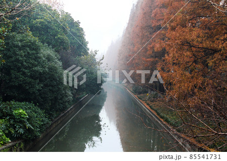 Trees in the river. Trees in the river. 85541731