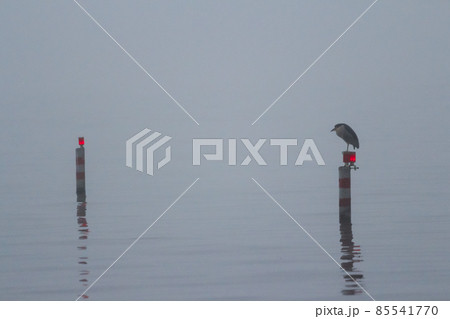 A foggy day on the lake. 85541770