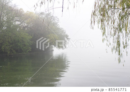 Misty landscape with trees. 85541771