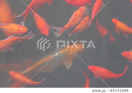 Red carp fish. Red carp fish. 85541806