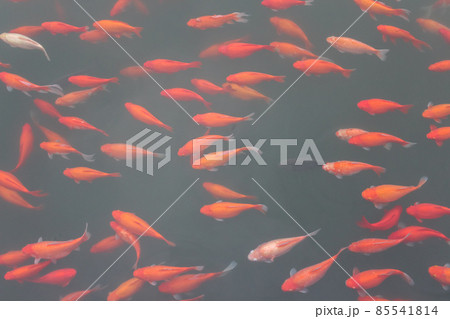 Red carp fish. Red carp fish. 85541814