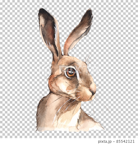 Hare head portrait. Watercolor illustration on white. Hare head portrait. Watercolor illustration on white. 85542121