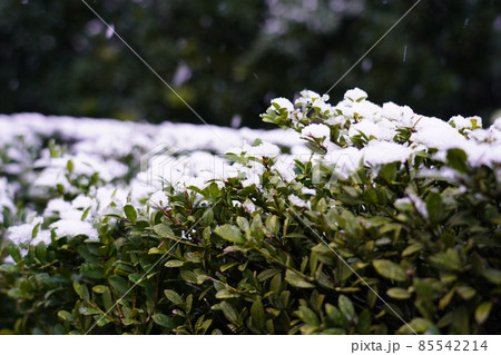 雪が積もり始めた生垣 雪が積もり始めた生垣 85542214