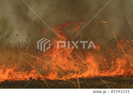 coastal zone of marsh creek, strong smoke from fire of liana overgrowth. Spring fires of dry reeds dangerously approach houses of village by river Cleaning fields of reeds, dry grass. Natural disaster coastal zone of marsh creek, strong smoke from fire of liana overgrowth. Spring fires of dry reeds dangerously approach houses of village by river Cleaning fields of reeds, dry grass. Natural disaster 85542235