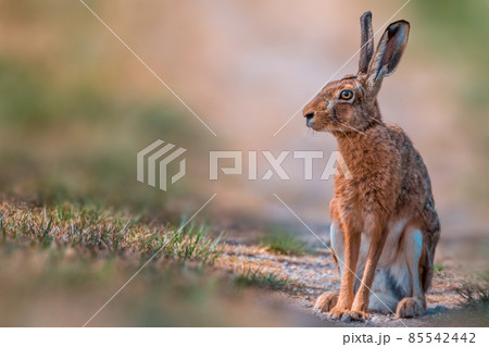brown field hare in nature 85542442