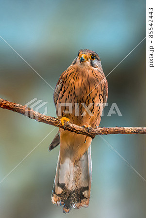 kestrel watches nature and looks for prey 85542443