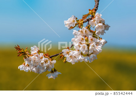 fresh spring blossoms at the beginning of the year 85542444