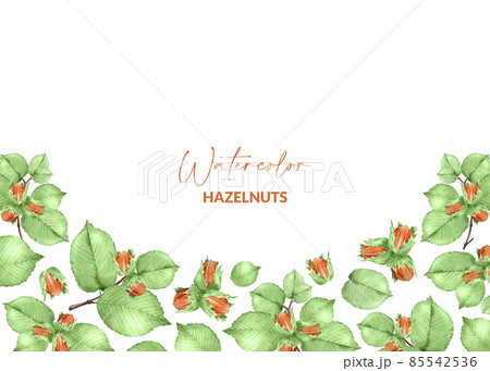 Border of hazelnut branch. Watercolor raw nuts with green leaves. Hand drawn design of edible kernel for label, packaging. 85542536