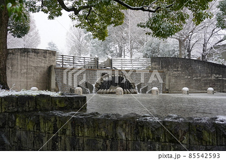 雪景色の中の山下公園 ステージ 雪景色の中の山下公園 ステージ 85542593
