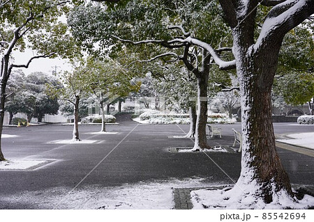 雪景色の中の山下公園 85542694