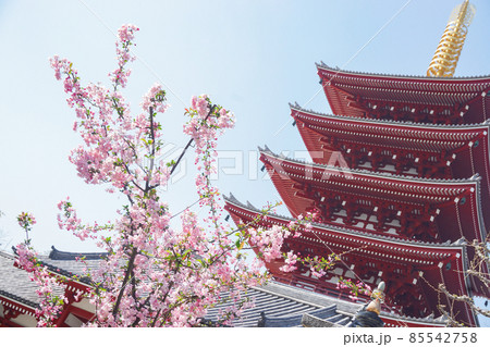 桜と浅草寺 桜と浅草寺 85542758