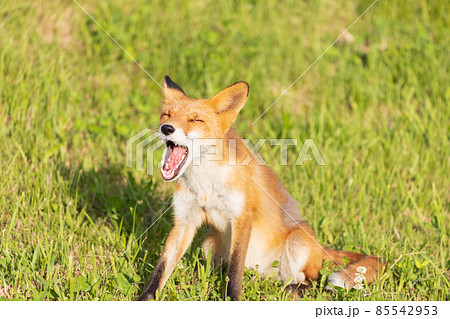 北海道のキタキツネ 85542953